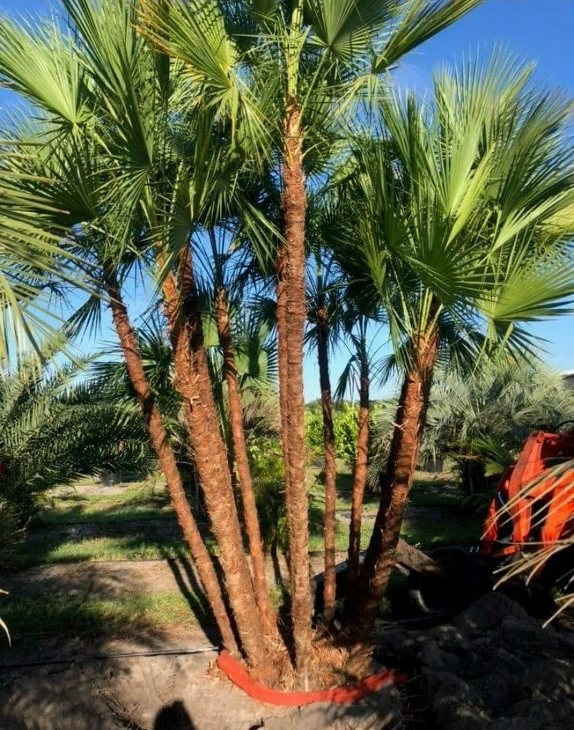 East Coast Nursery