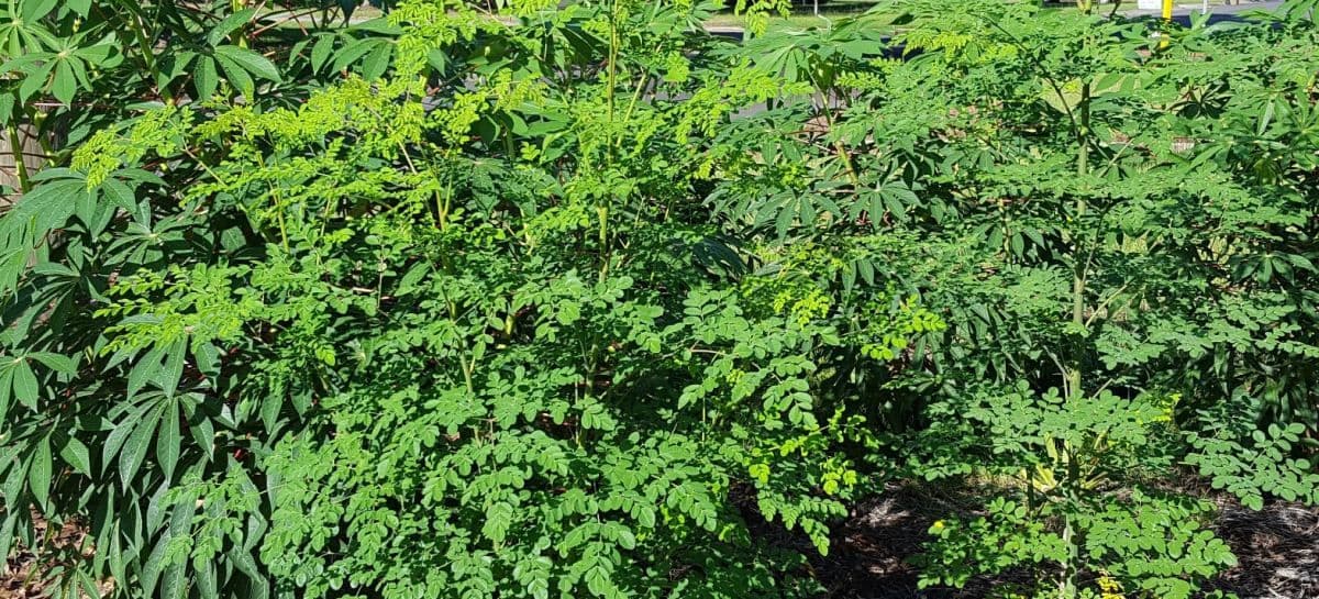 East Hill Edible Gardening