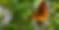 Eastfield Native Plants