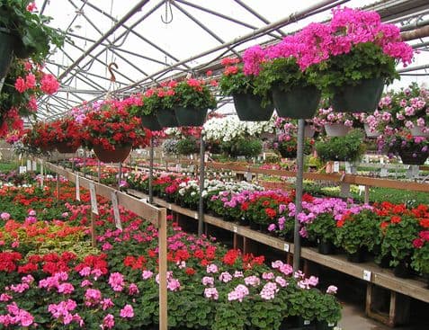 Echter's Nursery & Garden Center