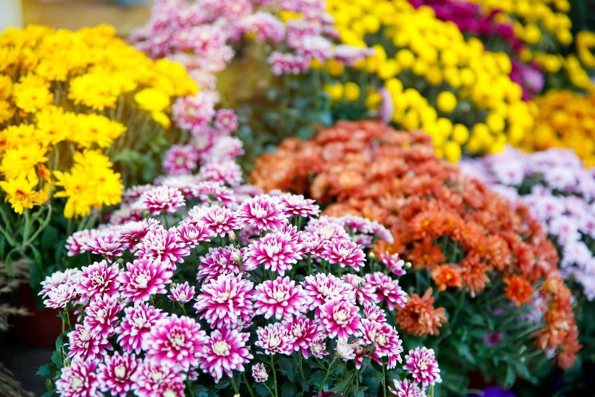 Edenvale Nursery