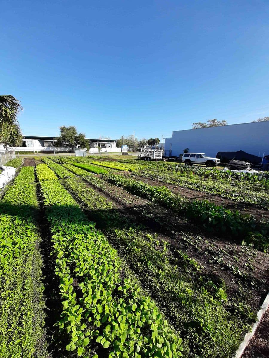 Edible Plant Nursery