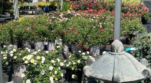 Ed's Landscaping & Garden Center