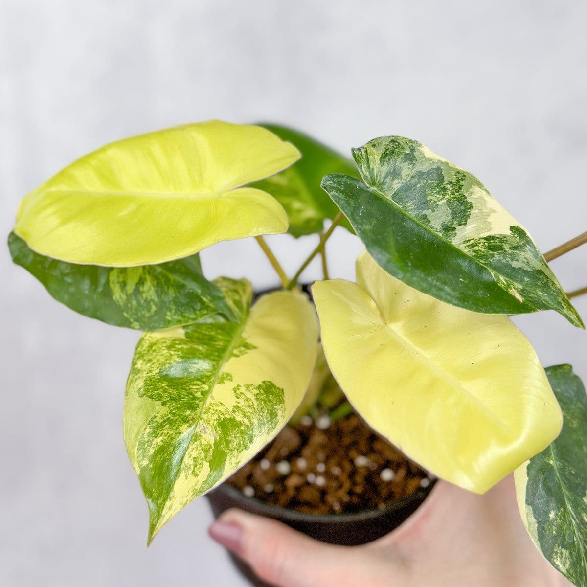 Ed's Plant Shop