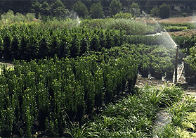 Ed’s Plant World Wholesale
