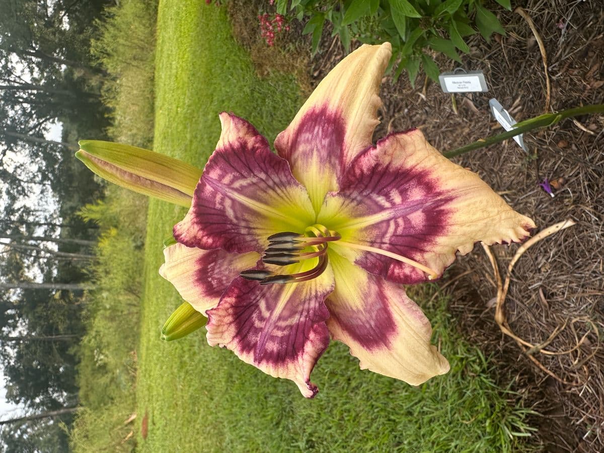 Eezie’s Daylily Farm & Display Garden