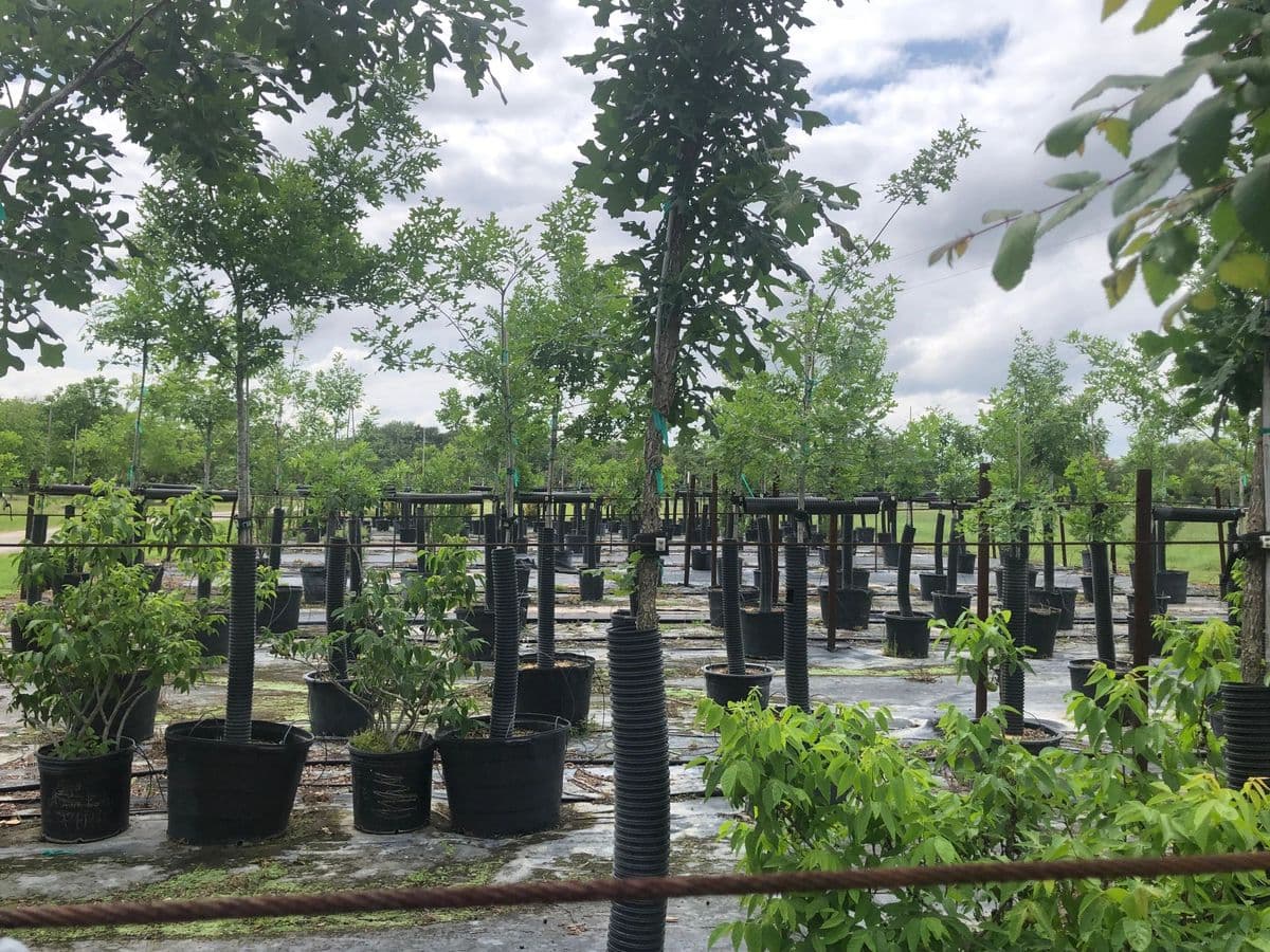 Ehlers Tree Farm