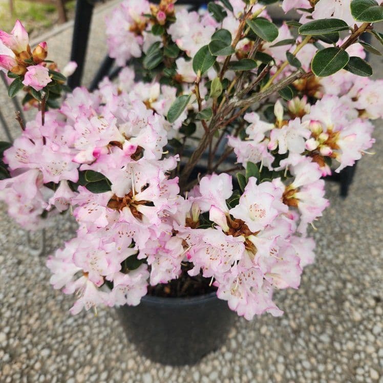 El Dorado Nursery & Garden Inc