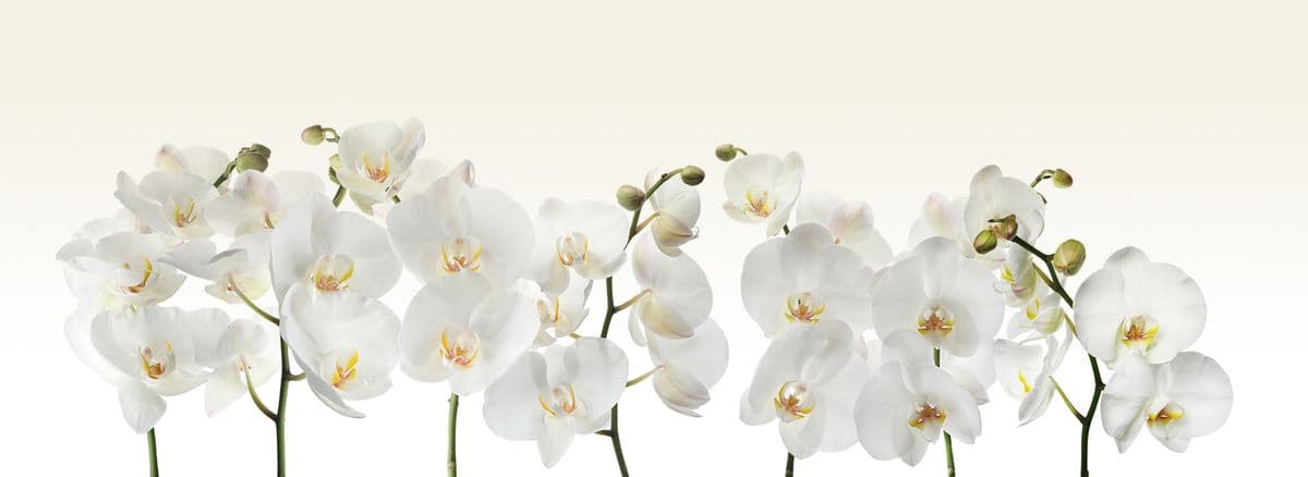 Elgreen Orchid Farm