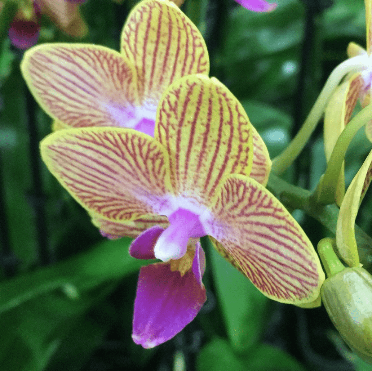 Elgreen Orchid, Inc