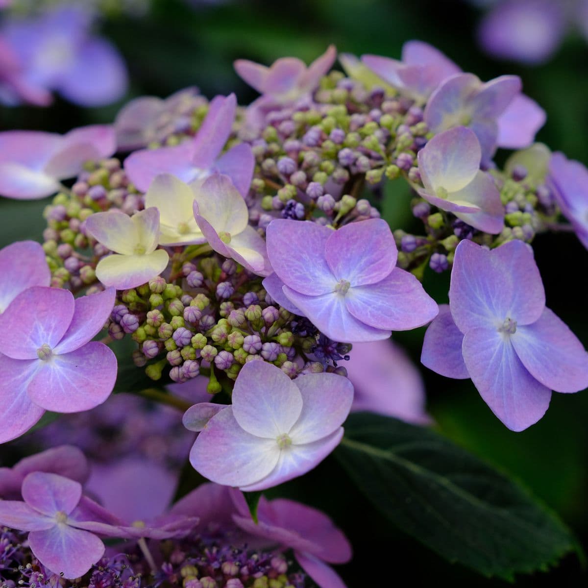 Ellenburg Landscaping & Nursery