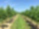 Eller Trees, LLC