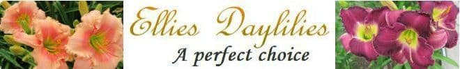 Ellie's Daylilies & Serendipity Shop