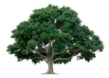 Elling Tree Farm