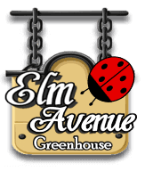 Elm Ave Greenhouse