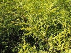 Elm Creek Nursery