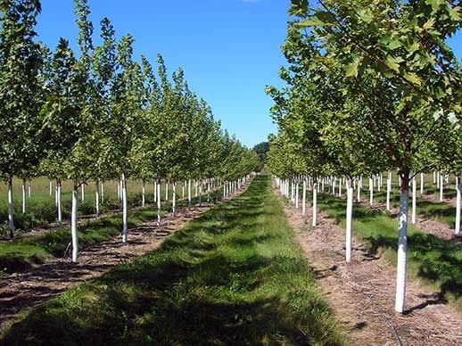 Elmiger Ornamentals