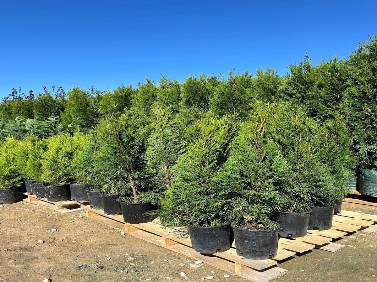 Empire Nursery and Hardscape