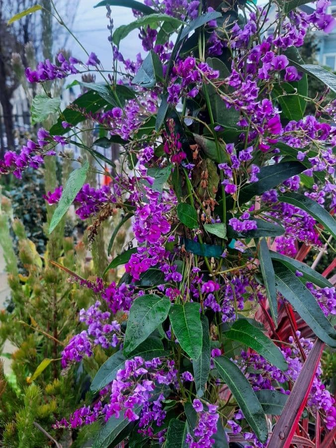 Encinal Nursery