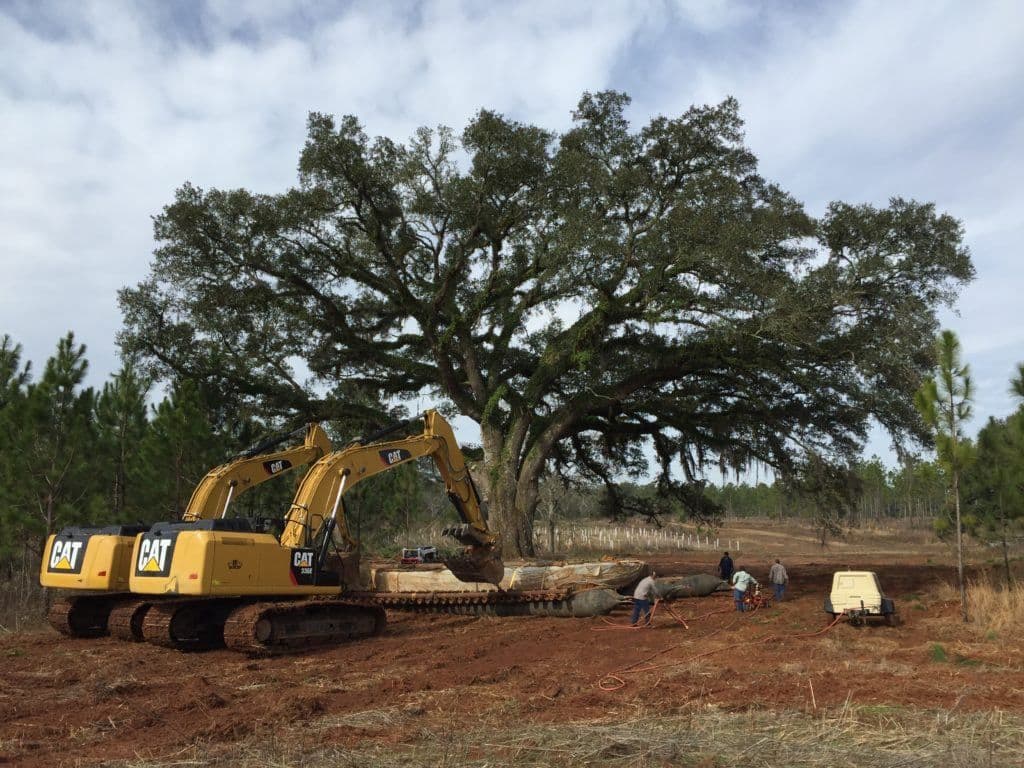 Environmental Design, Inc. - Nationwide Large Tree Moving Service