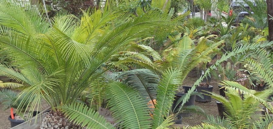 Estrada’s Palms & Cycads