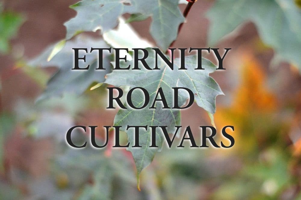 Eternity Road Cultivars