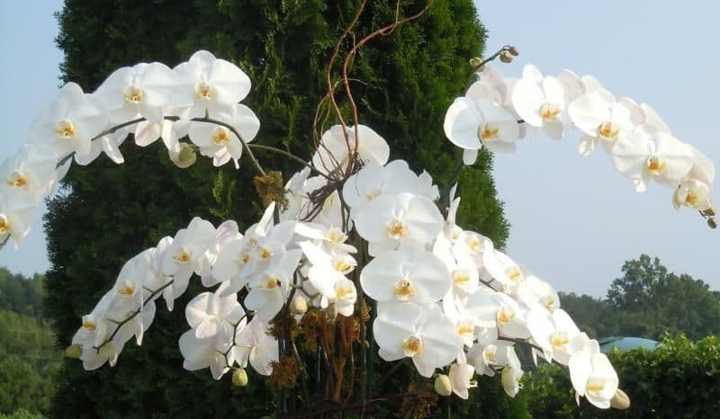 Etowah Orchids Greenhouse