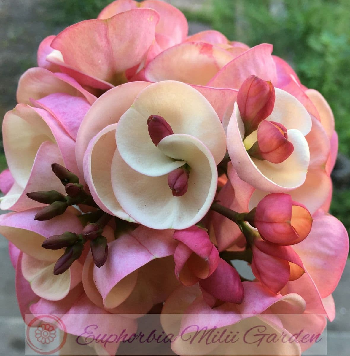 Euphorbia Milii Garden (Crown of Thorns)