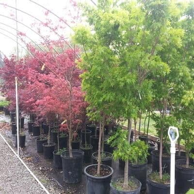 Evans Nursery