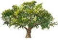 Evans Tree Farm/Nursery