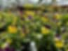 Everbloom at Ockels Acres