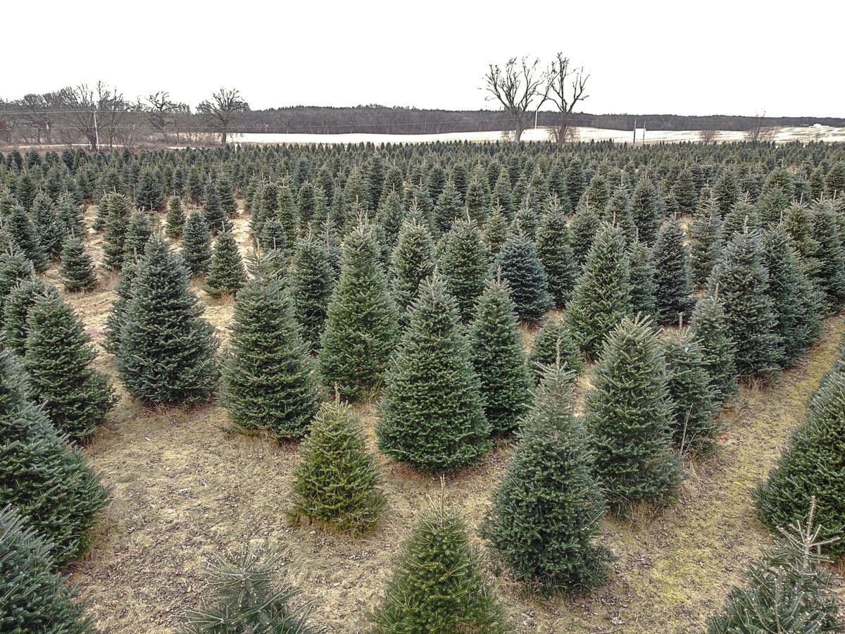 Evergreen Acres