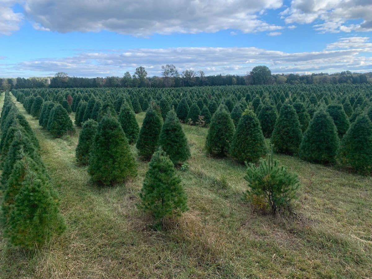Evergreen Acres