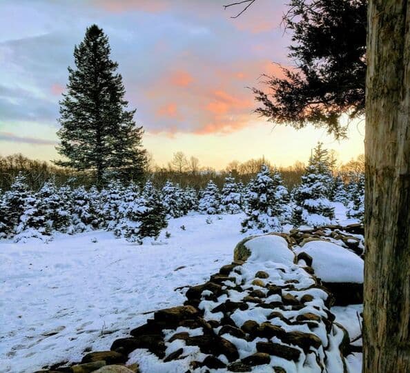 Evergreen Acres Tree Farm & Nursery