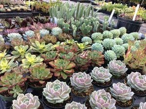 Evergreen Farm 2