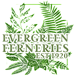 Evergreen Ferneries