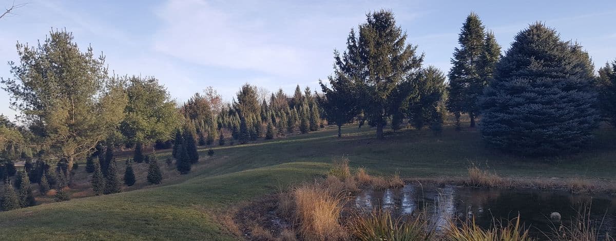 Evergreen Hills Tree Farm