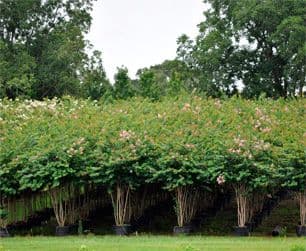 Evergreen Nursery