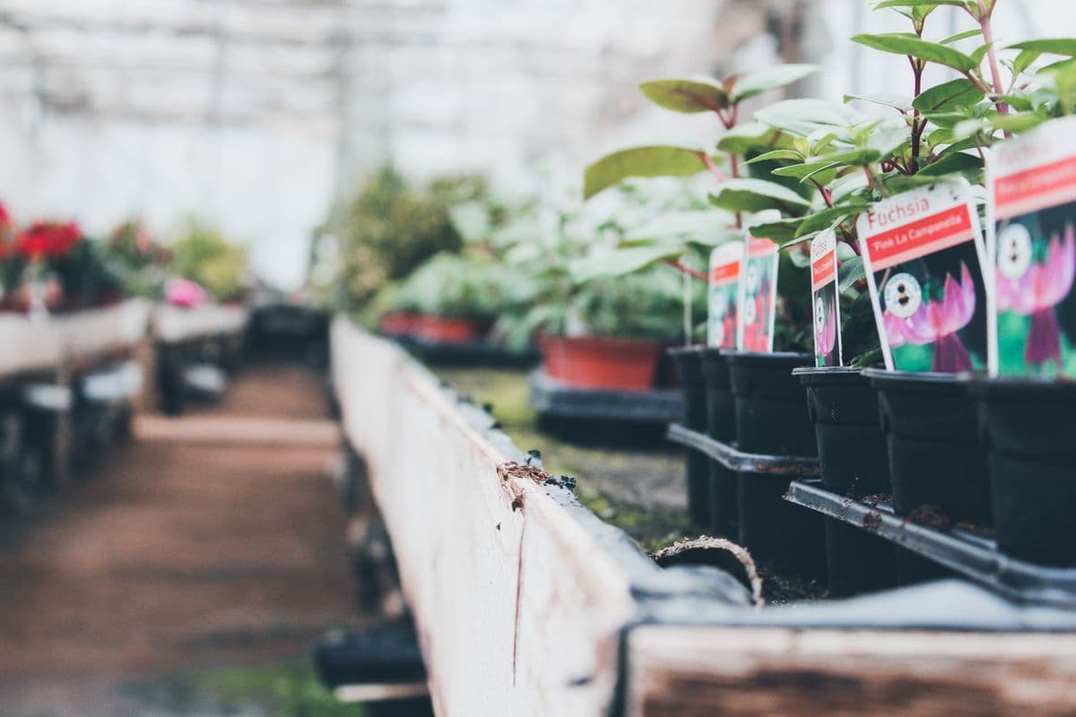 Evergreen Plant Company