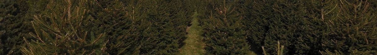 Evergreenery Tree Farm