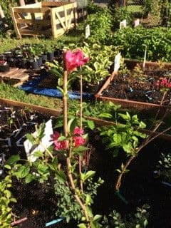 FabFour Nursery