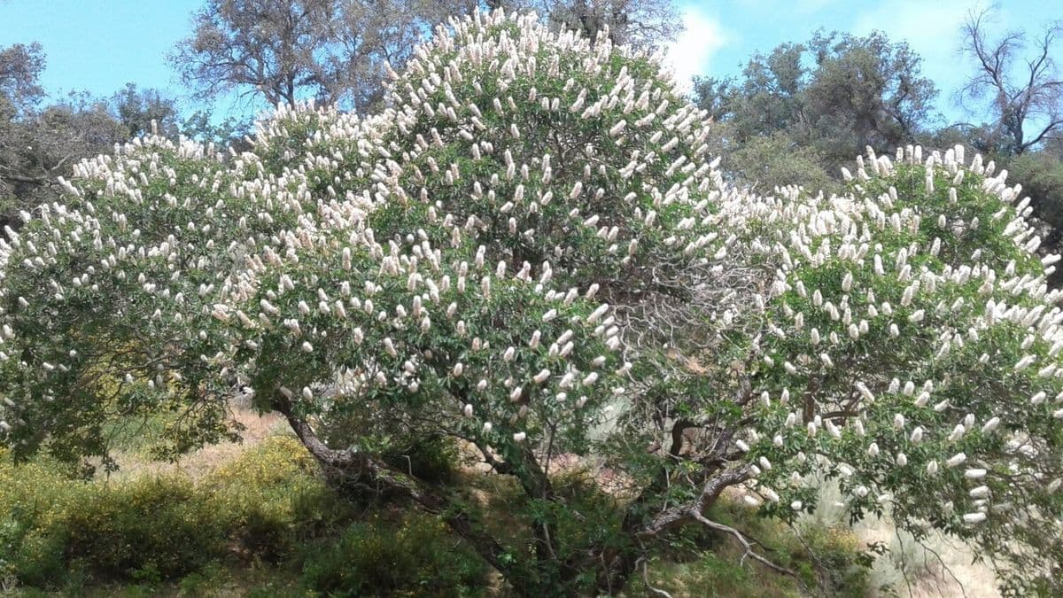 Fairfax Native Plant Nursery