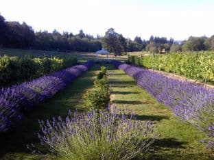 Fairview Acres