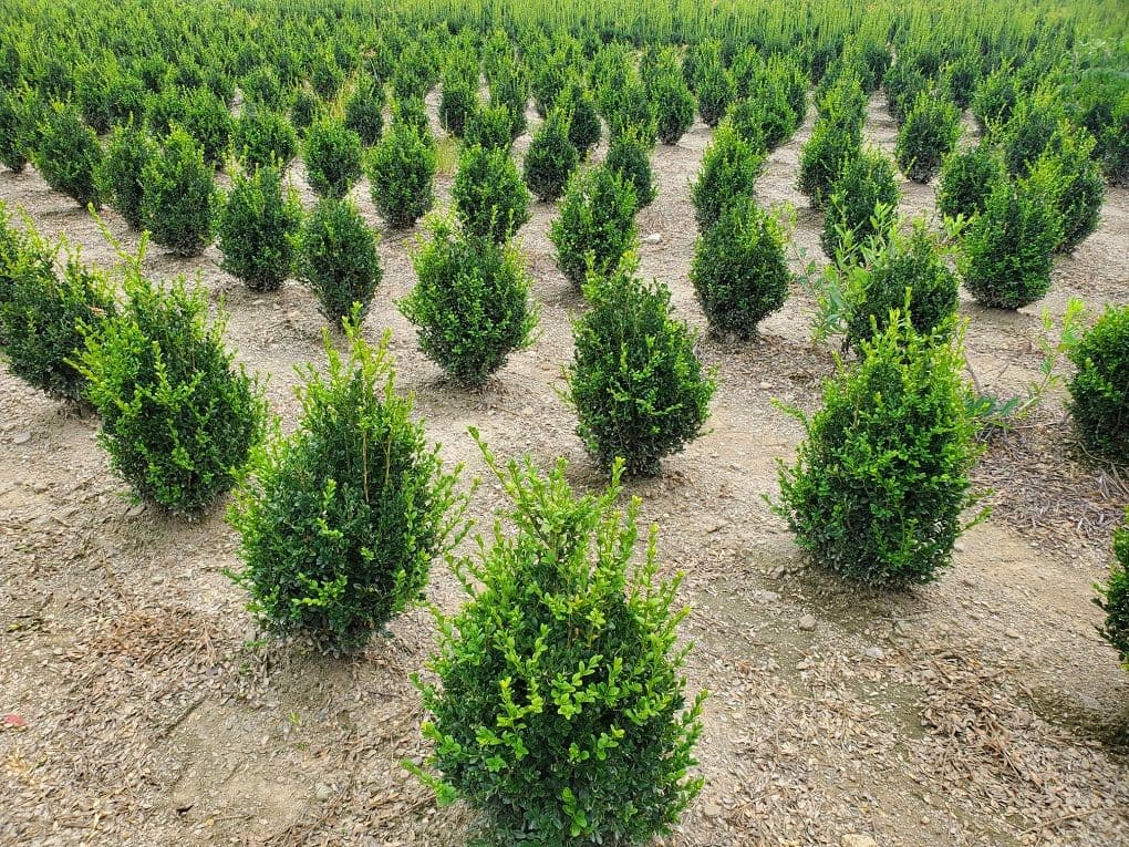 Fairview Evergreen Nurseries