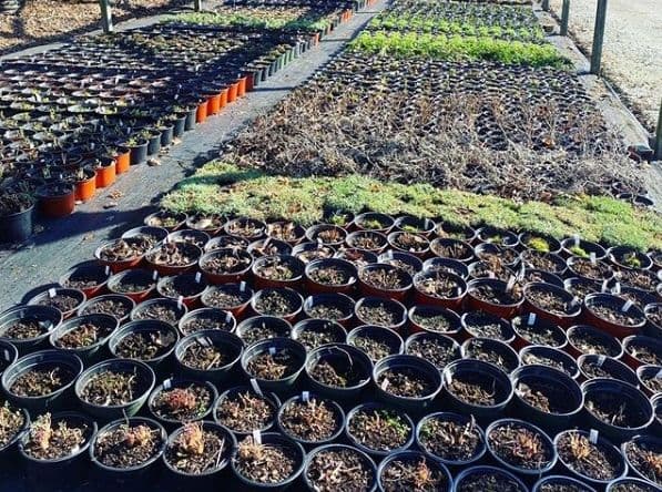 Falls Village Flower Farm LLC