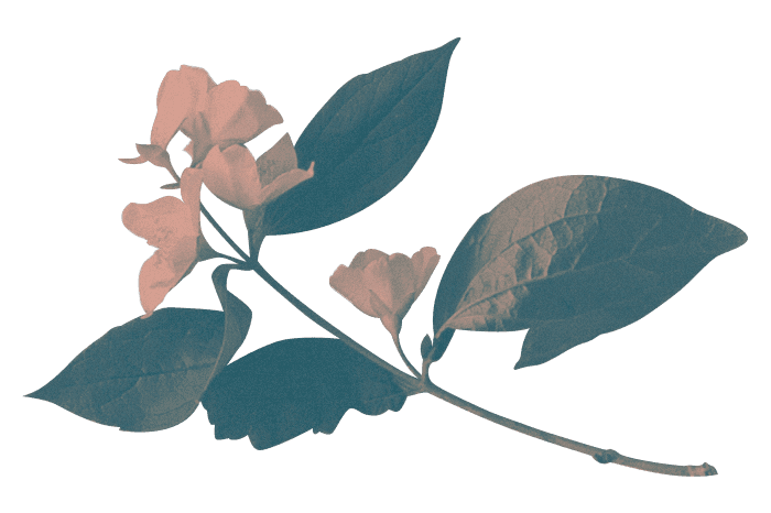 Fannin Flowers