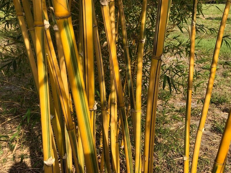 Fat Grass Bamboo