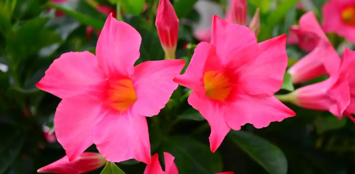Fernlea Nurseries