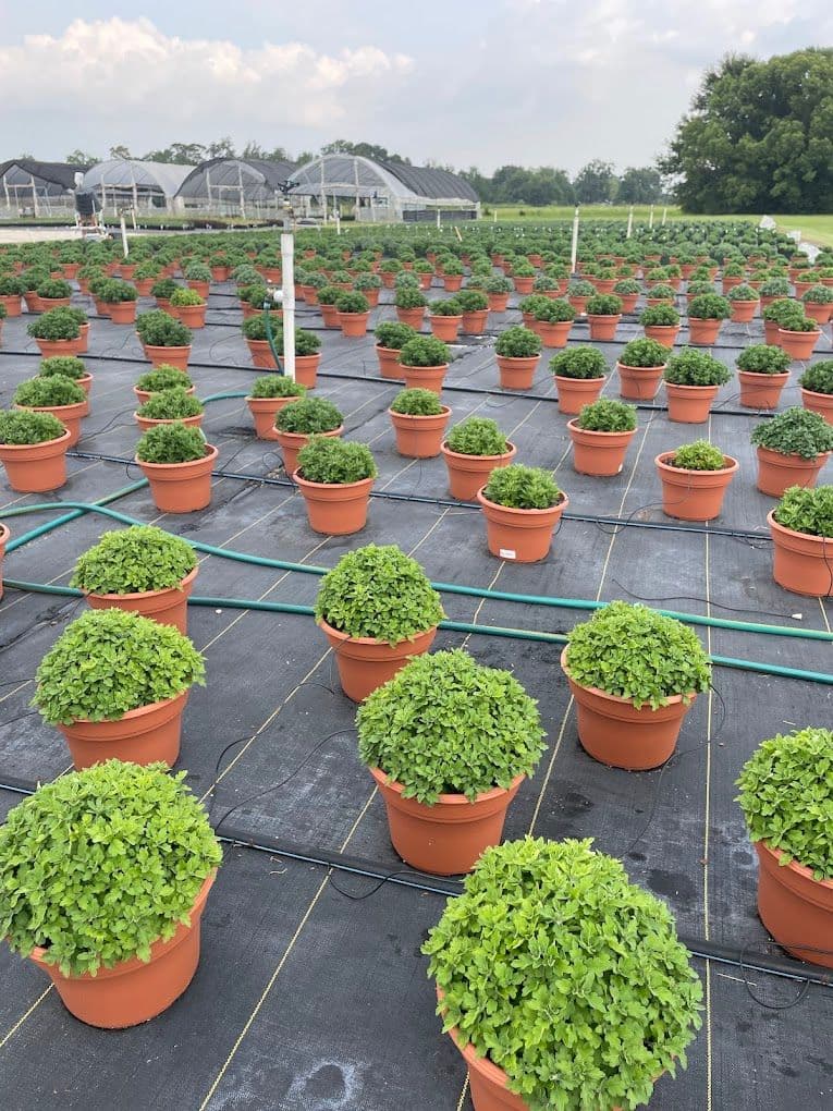 Field in Bloom Nursery
