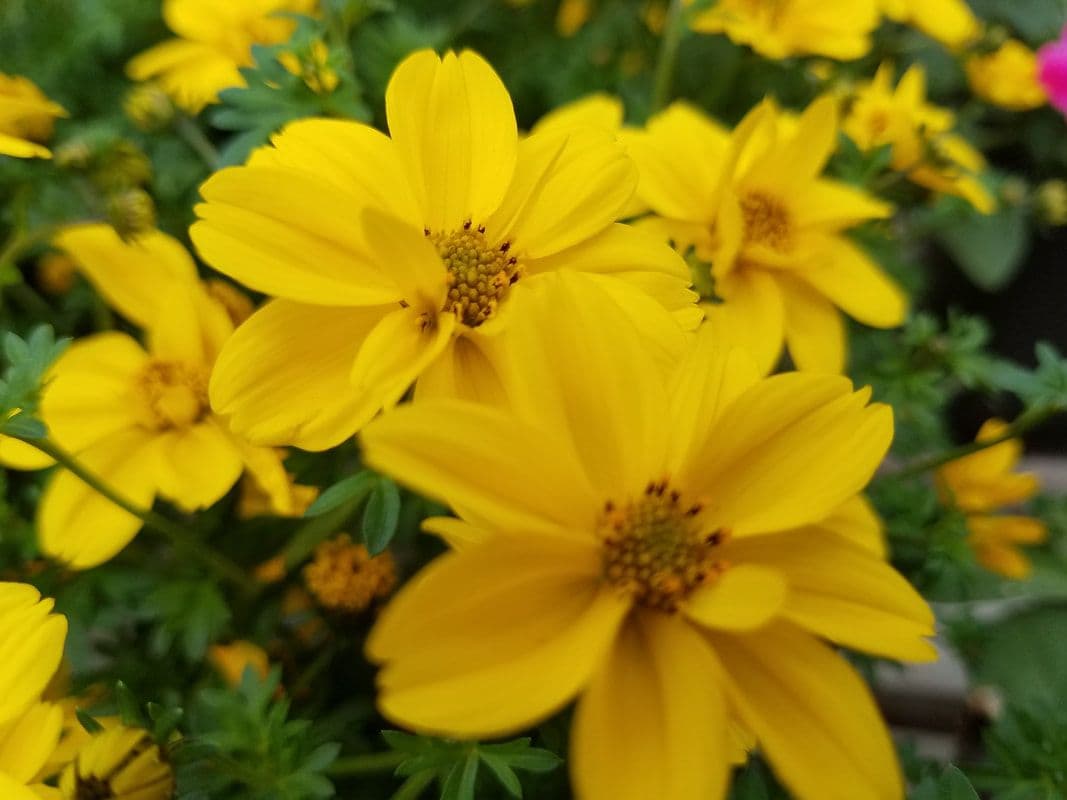Fimreite's Sunset Gardens